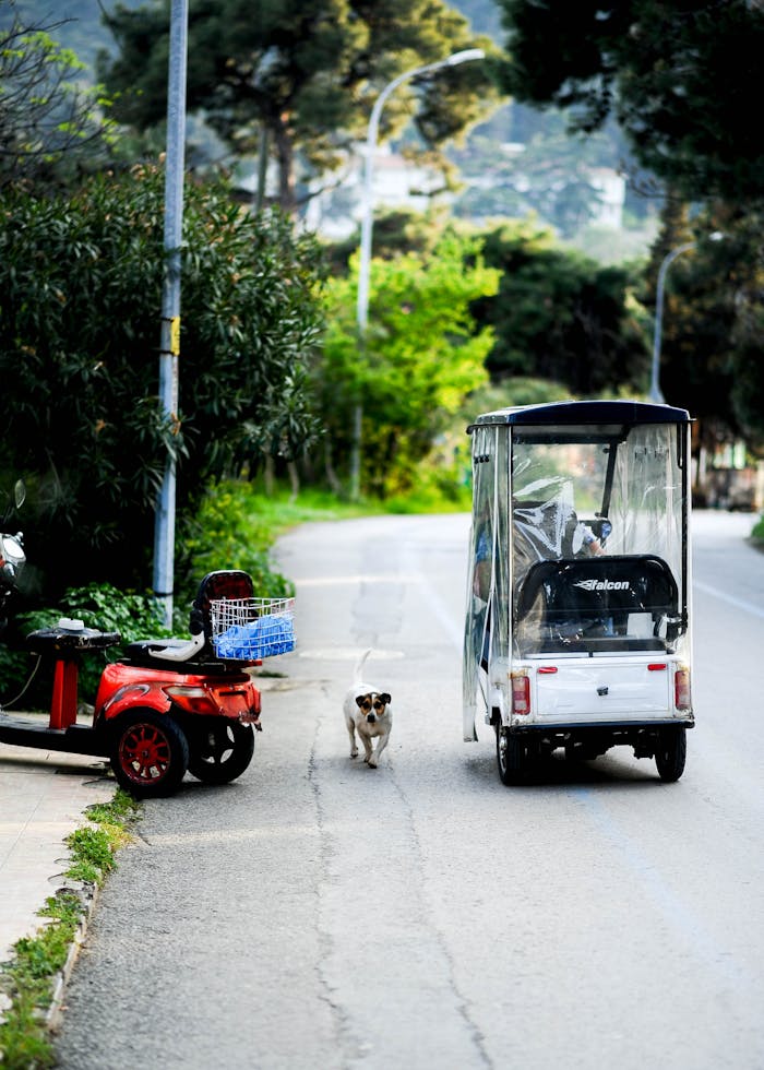 A red auto rickshaw and small dog on a scenic road lined with lush greenery.